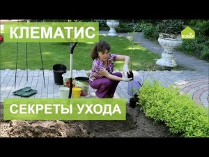 Как правильно сажать клематис. Сад и огород своими руками