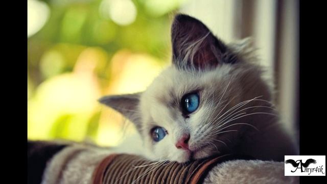 6 ВЕЩЕЙ КОТОРЫЕ НЕНАВИДИТ ВАША КОШКА смотреть онлайн