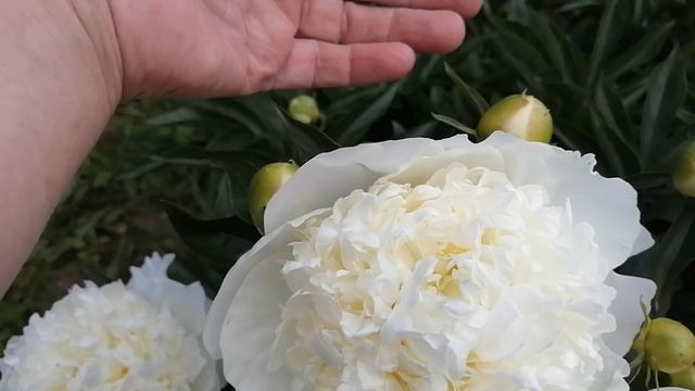 Расцветают белые пионы