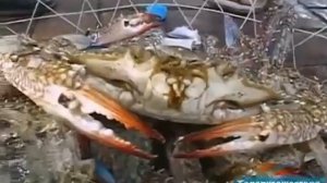 Киото, Япония, Дубай, ОАЭ, Телепутешествие