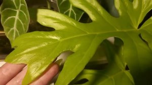 ОБЗОР коллекции РАСТЕНИЙ / Идём В ГОСТИ к Анастасии!