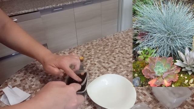 Красотка овсянница!!! Посев семян.