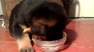 щенок кушает
