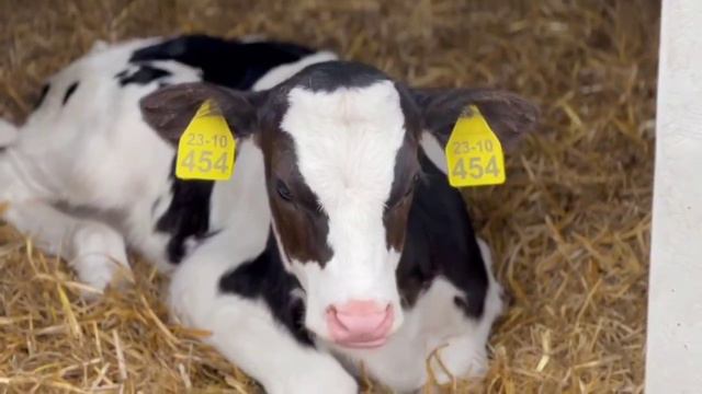 Коровник биотехнологической лаборатории «Альтраген» смотреть онлайн