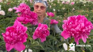 Крейсер Аврора пион. Пулково сад