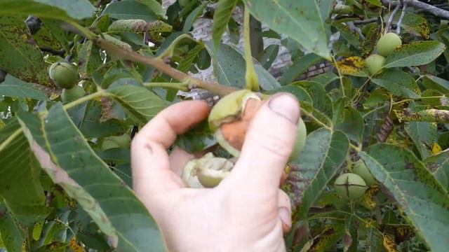 Латеральность и урожай грецкого "вороньево" ореха смотреть онлайн