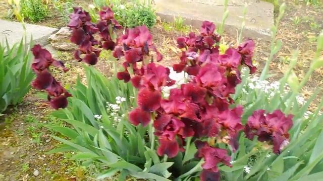 ИРИСЫ НАШЕЙ УЛИЦЫ.#сорта#ирисы#красота#цветы# смотреть онлайн