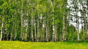 Окружающий мир 4 класс Перспектива. ТЕМА "СРЕДИ ЛЕСОВ" с.86-89