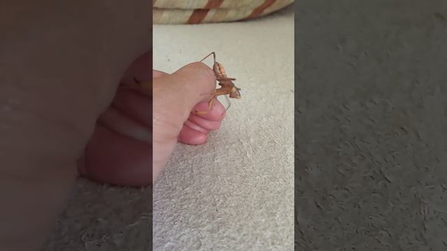 Богомол закавказский древесный смотреть онлайн