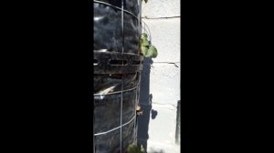 Как перезимовала клубника в вертикальной грядке.