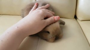 СТОИТ ЛИ ЗАВОДИТЬ ДЕКРАТИВНОГО КРОЛИКА? Домашние животные в доме / Галчата тв