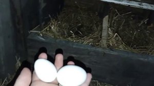 Курочки Ломан Уайт их первое яйцо в 4,5 месяца