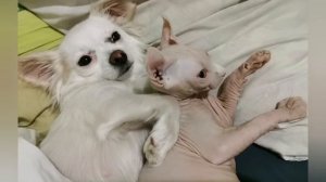 Знакомьтесь! КАНАДСКИЙ СФИНКС ЭЛЬФ