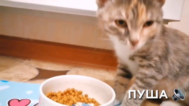 У МЕНЯ ПОЯВИЛСЯ КОТЕНОК ? смотреть онлайн