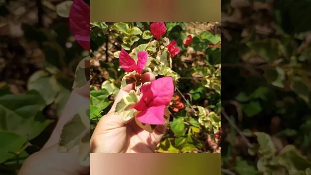 Bougainvillea Variegata Pink / Bougainville Variegata Rosa / Primavera.