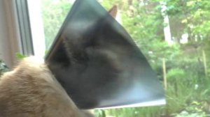 Воротник для кота