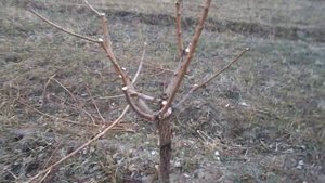 Обрезка , Формировка Абрикоса , 2 года .