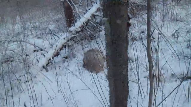 Охота на волков 1 смотреть онлайн