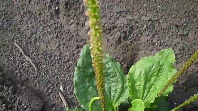 Подорожник смотреть онлайн