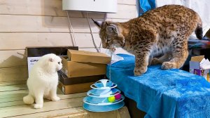 МЕЙН-КУНЫ ЗНАКОМЯТСЯ С РЫСЕНКОМ / Шотландский вислоухий кот ругается на Изюма