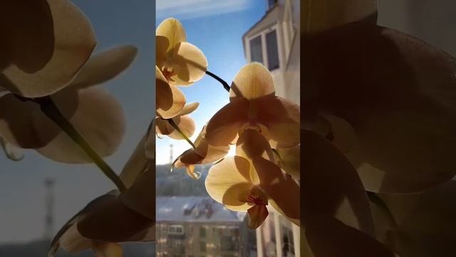 Орхидея Африканский закат/ Карина ??? African Sunset Orchid/ Karina