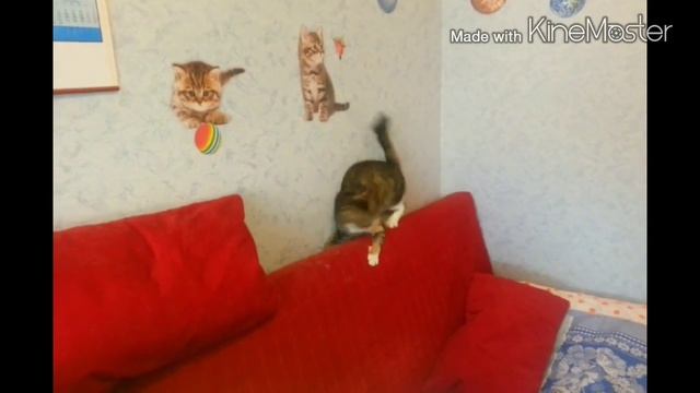 Кошка бегает за хвостом смотреть онлайн