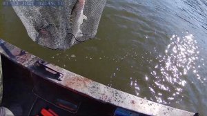 "Волгоградки в деле" - Троллинг на реке Дон, хороший клев Судака.