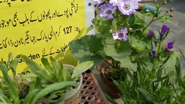 #Echium Blue Bedder Flowers Plants Cheapest rates at Asim Seeds Shop | Veggies Home Kitchen Garden смотреть онлайн