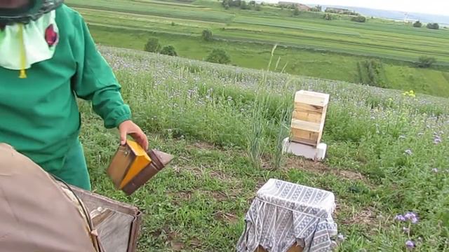 ПОСАДКА РОЯ В ПОЛЕ смотреть онлайн