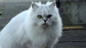 ПРИМЕТЫ/ БЕЛАЯ КОШКА/Эзотерика/#приметы