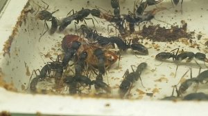 Колония Венаторов (Harpegnathos venator), численность муравьев 100+