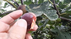 Инжир Магарачский.