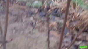 Абрикос сорта Крупноплодный Дуки, Биг Ред, Меджик Кот и Фаралия Астрахань 2022г.