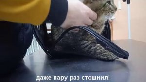 Новости про котика