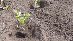Высаживаю рассаду корневого сельдерея на грядку