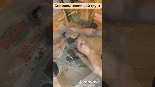 Фикус Эластика. Перевод на гидропонику.