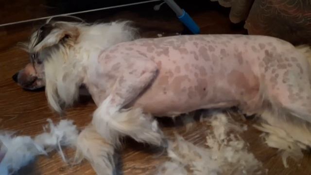 СмолПёсики. Стрижка китайской хохлатой пуховки под голую. Гоша. смотреть онлайн