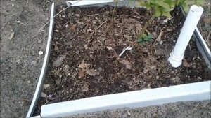 Черника и голубика  Особенности посадки и ухода  Мои наблюдения в 2017 2019гг  Часть 1