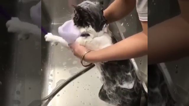 Говорящий кот говорит нормально видео. Помывка кота нормально. Видео мойка кота нормально. Женщина моет кота нормально. Настя моет кота.