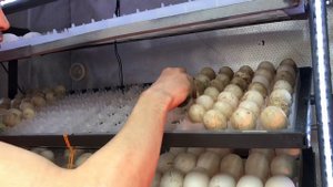 Инкубация яиц разной птицы