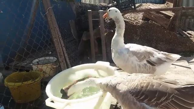 Кормление племенных гусей в летний период. смотреть онлайн