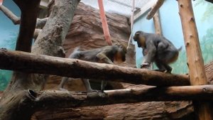 Московский зоопарк, часть 2 (новая территория). Moscow zoo