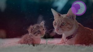 К чему снится котенок Во сне приснился котенок ? Сонник ? Толкование снов ?