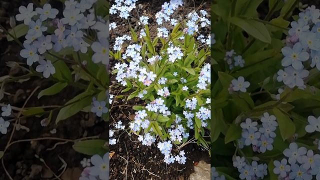 Незабудки в цветнике.?