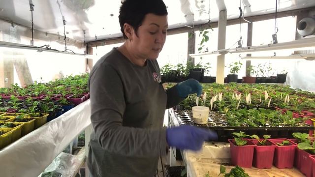 Френч Болеро черенкую подробно. Метельчатые хороши ?19.03 смотреть онлайн