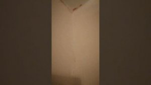 не добрасовеснные строители  штукатурка.