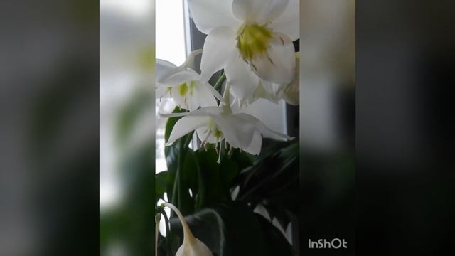 Цветок Эухарис (Амазонская лилия) смотреть онлайн