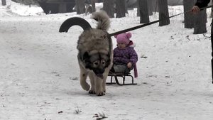 Кавказская овчарка и ребенок.
