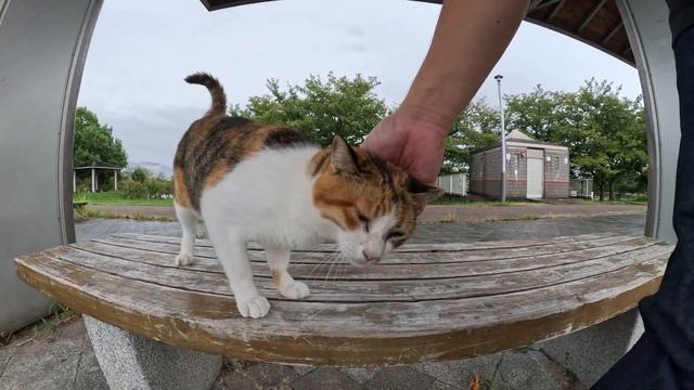 雨宿りをしていた三毛猫が可愛い声で鳴きながら甘えてきた