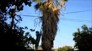 PALMERA DERRIBADA СРУБИЛИ ПАЛЬМУ PALM TREE CUT DOWN